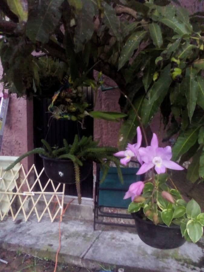 Laelia 4