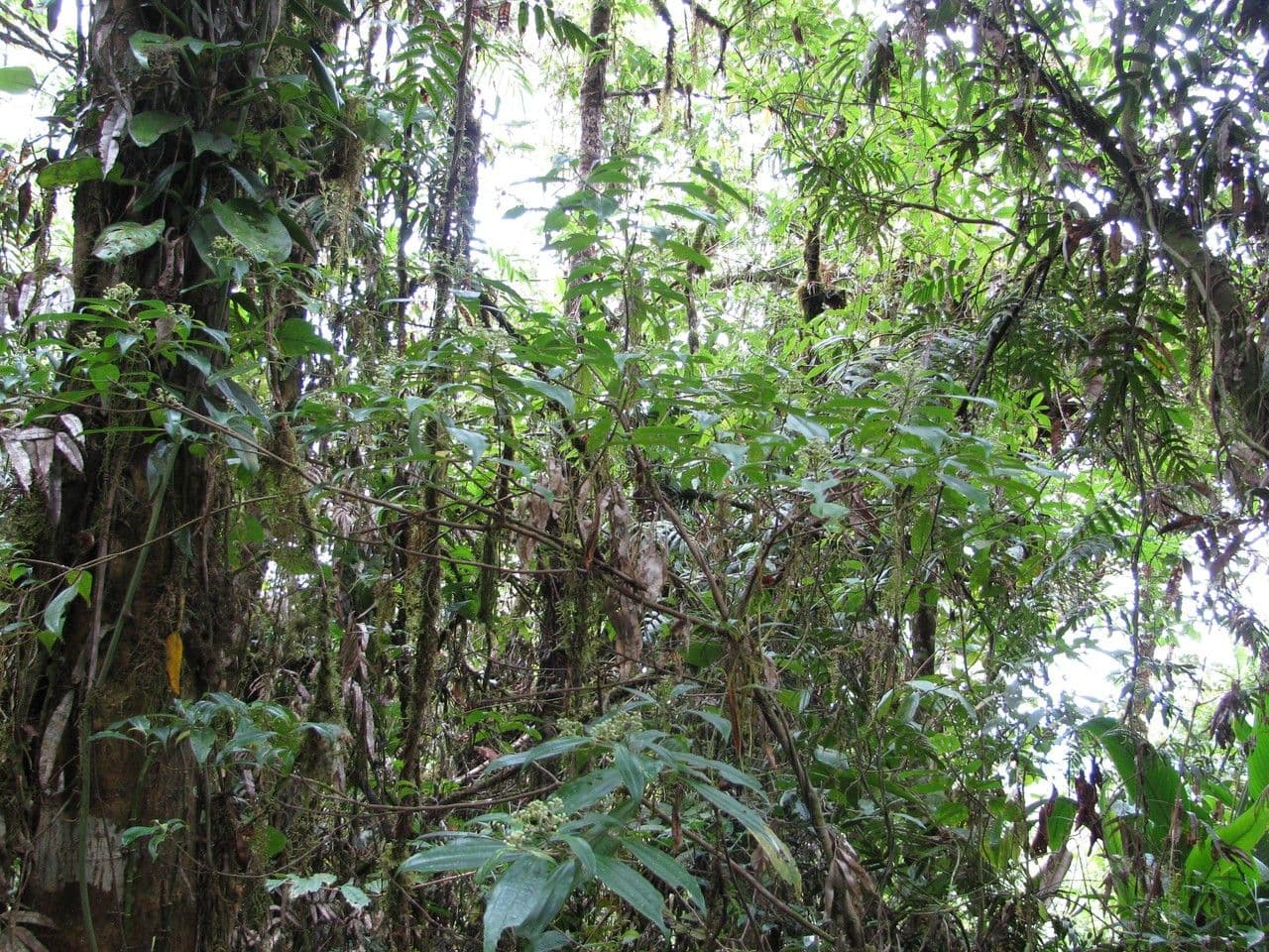 Miconia 6