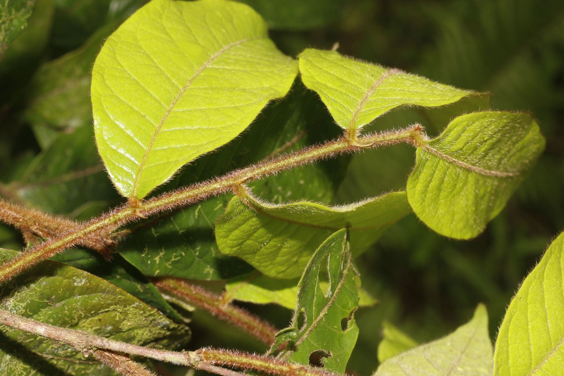 Hirtella 6