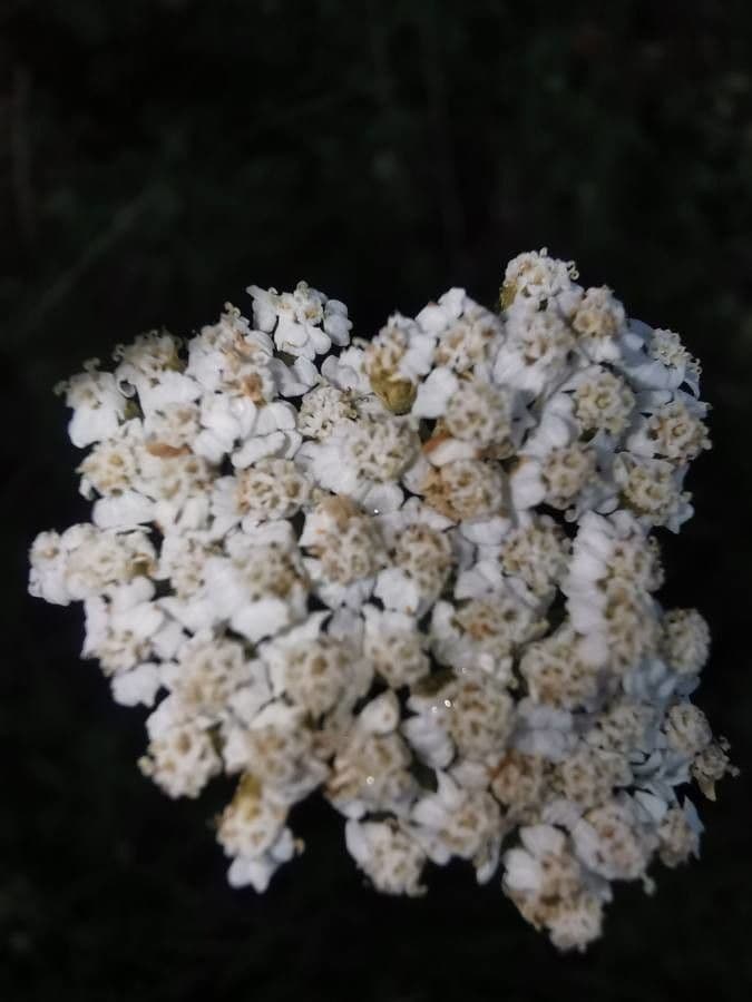Achillea odorata 2