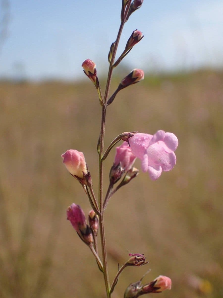 Micrargeria filiforme 3