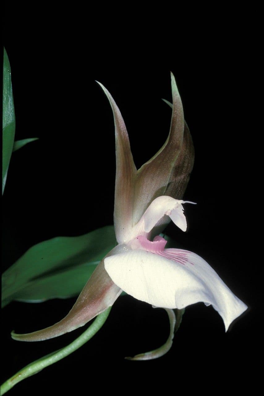 Zygosepalum 3