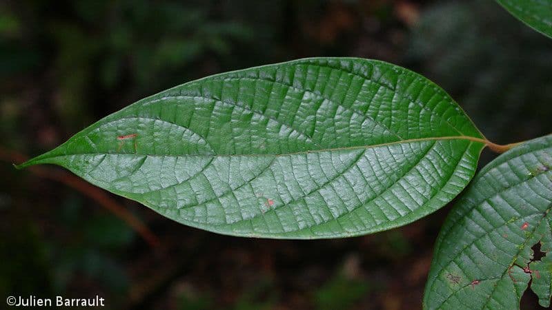 Cryptocarya 3
