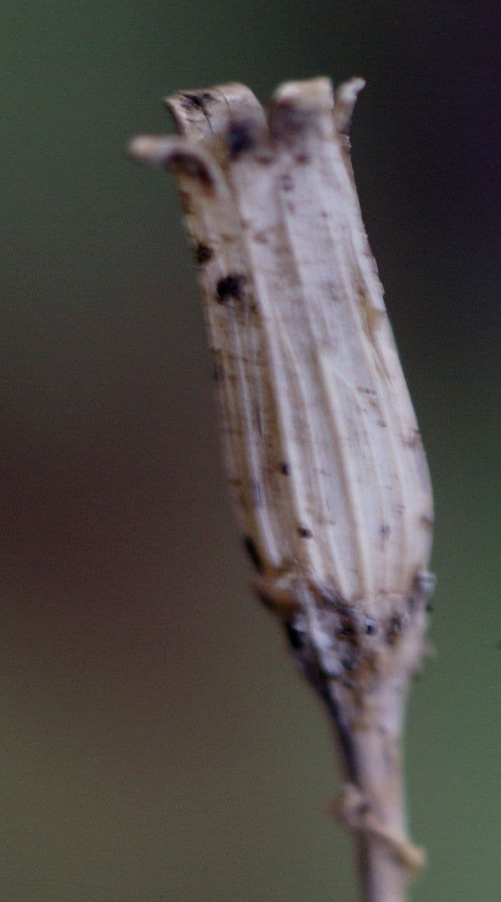 Soldanella comune 2