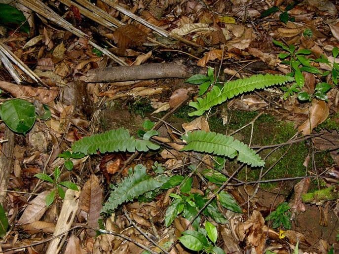 Lindsaea lancea