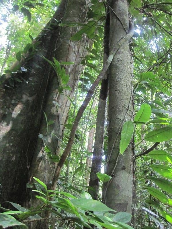 Ambelania acida