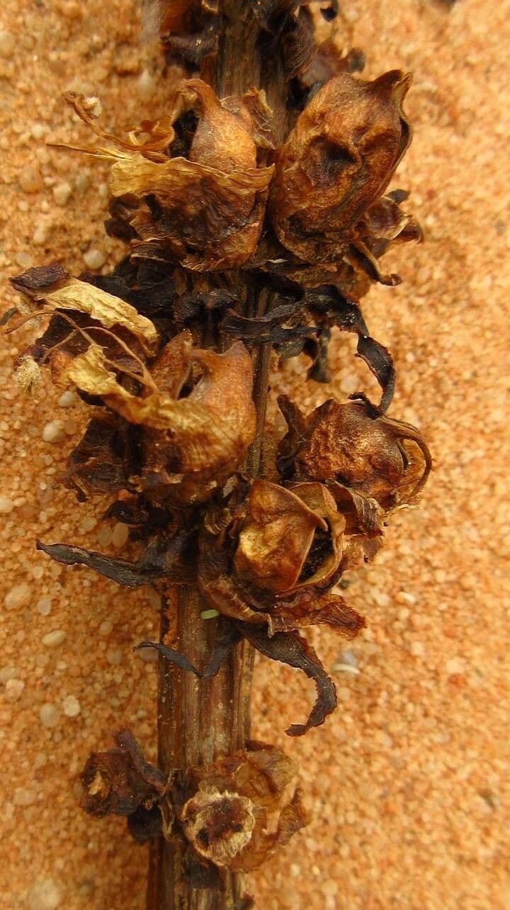 Cistanche