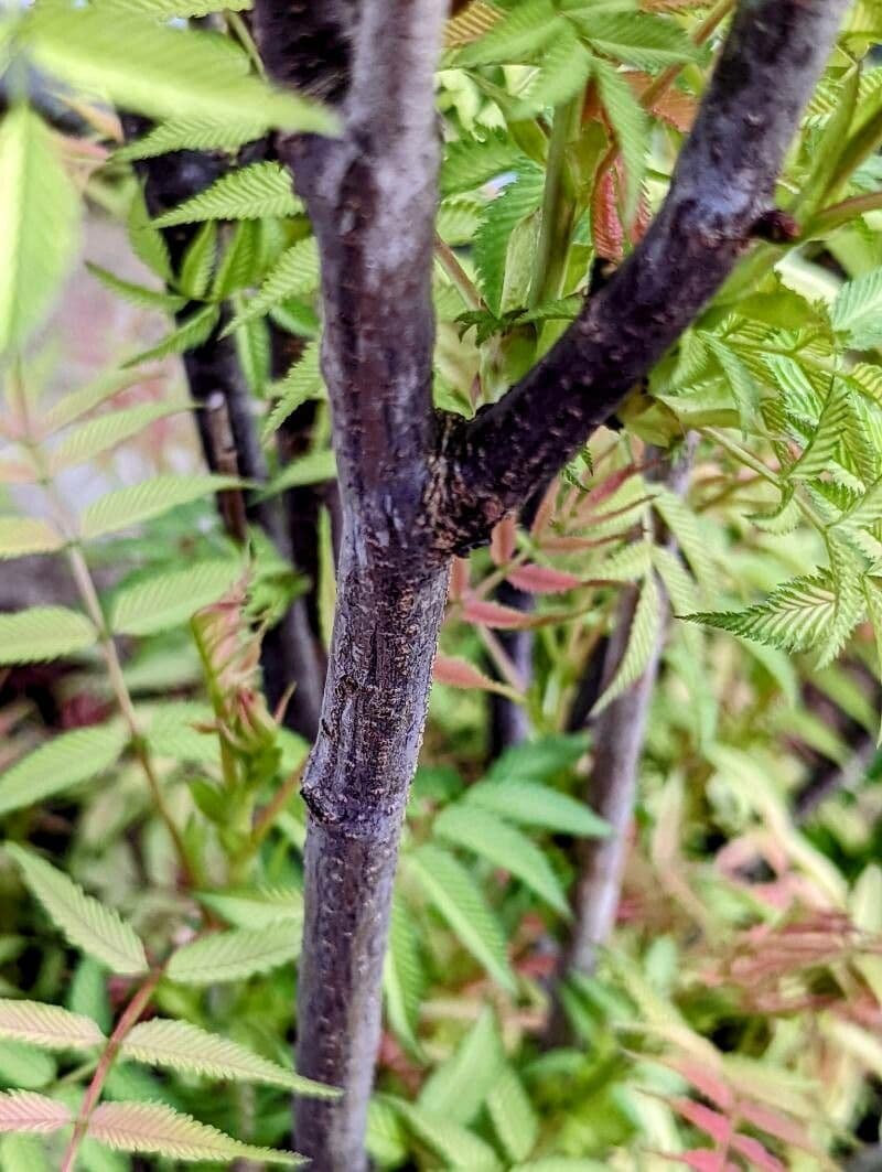 Sorbaria 25