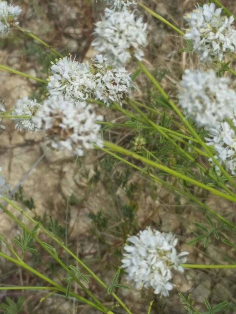 Dalea 3