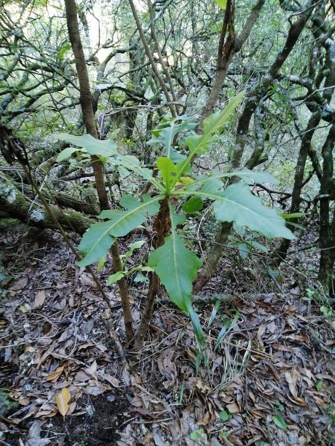 Strauchdistel 16