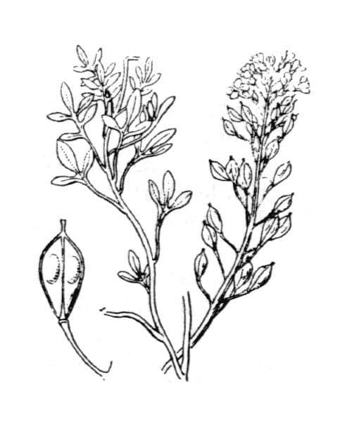 Iberidella alpina 23