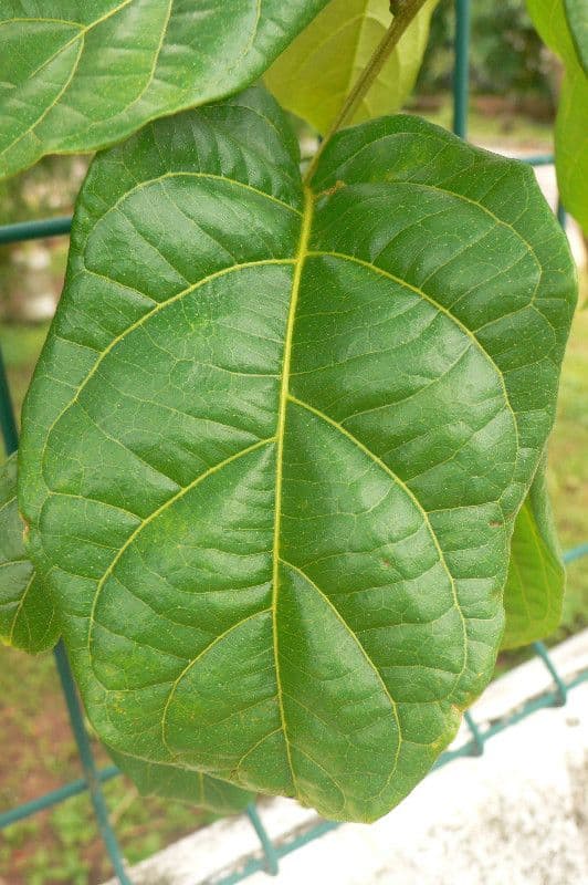 Combretum 11