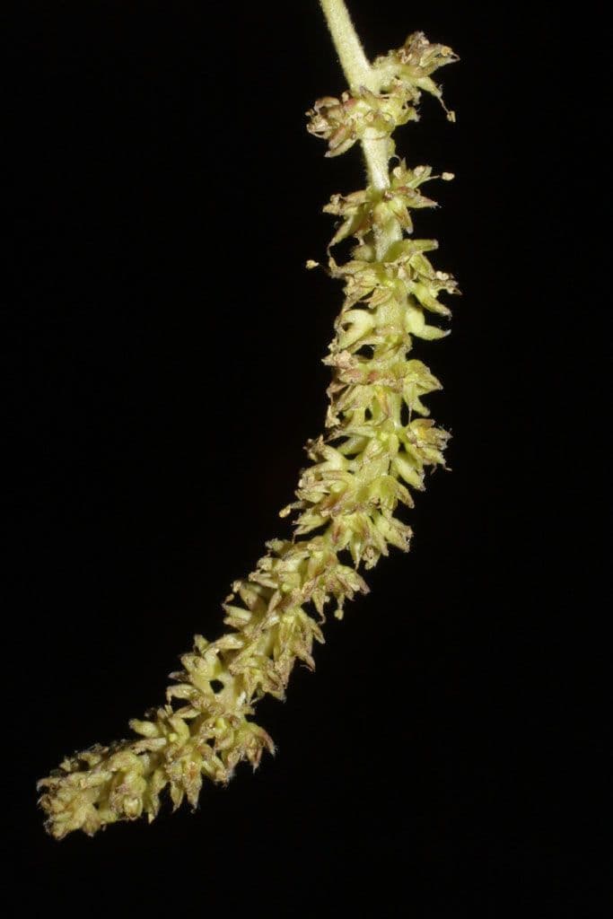 Moro rosso 7