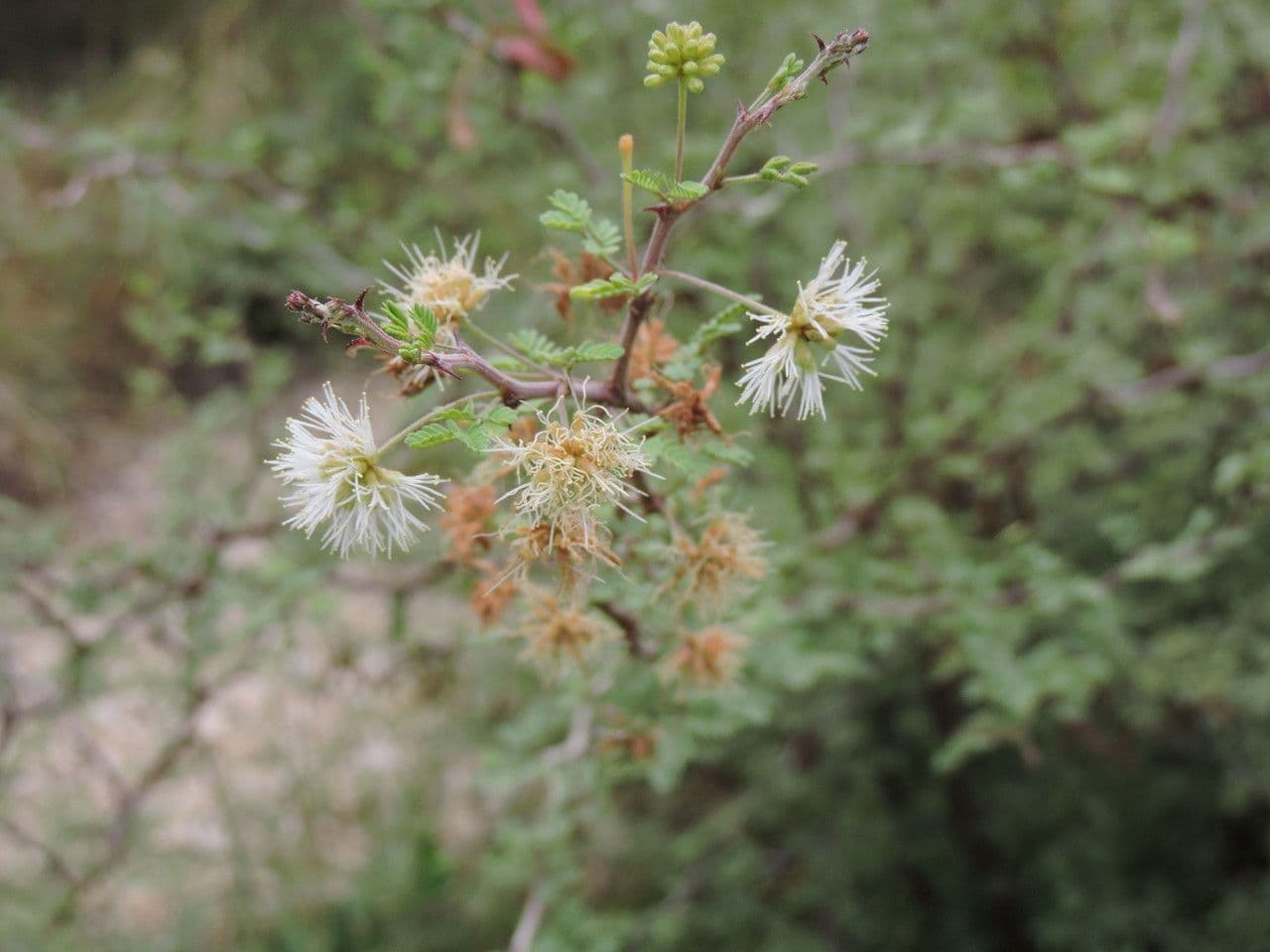 Mimosa spinosa 6