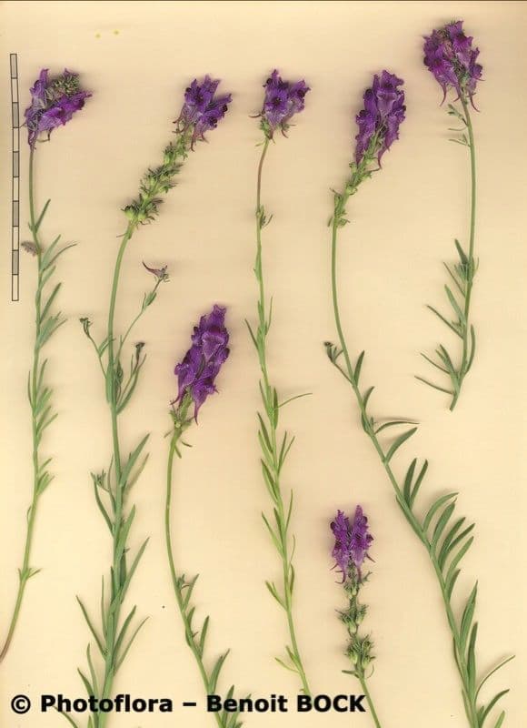 Linaria 17