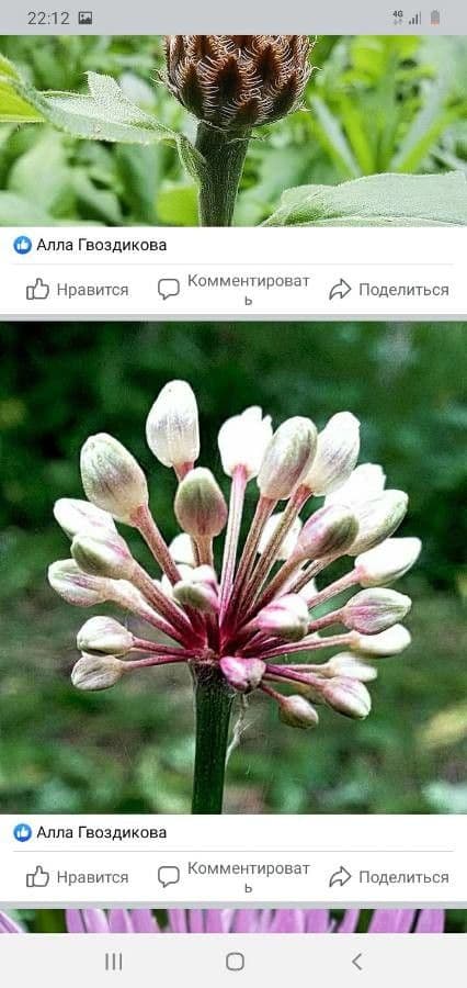 Allium suaveolens 8