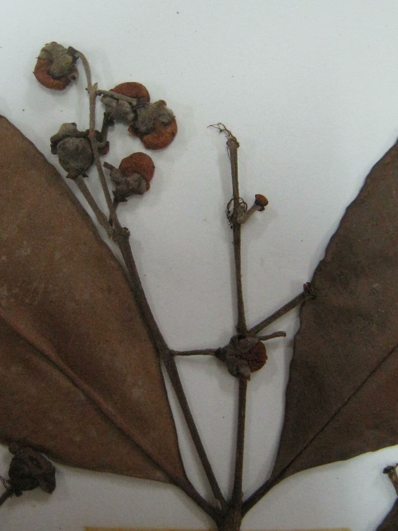 Eugenia 5