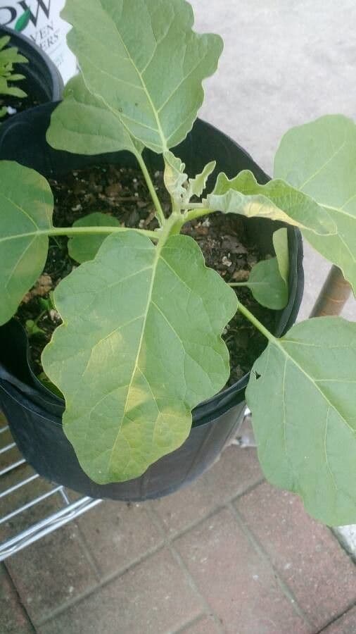 Solanum 15