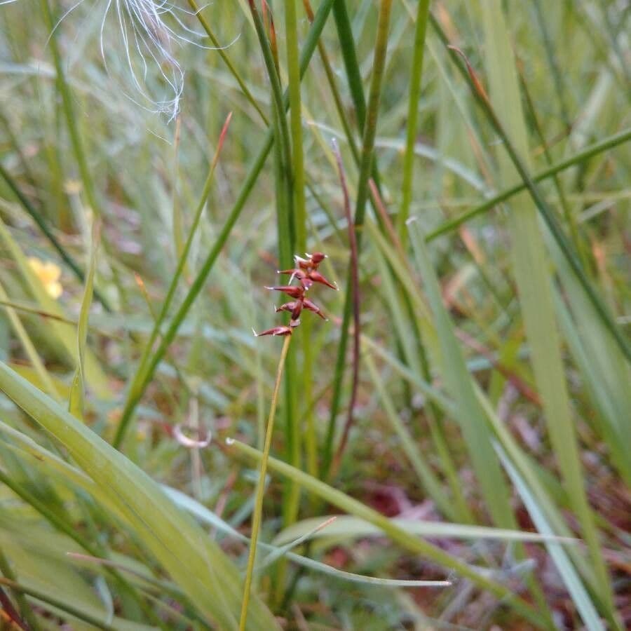 Carice dioica 8