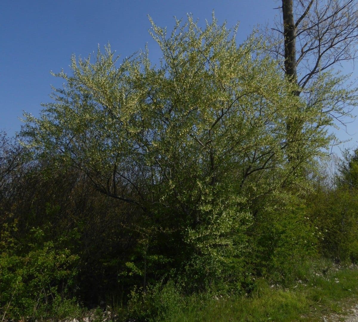 Elaeagnus multiflora 11