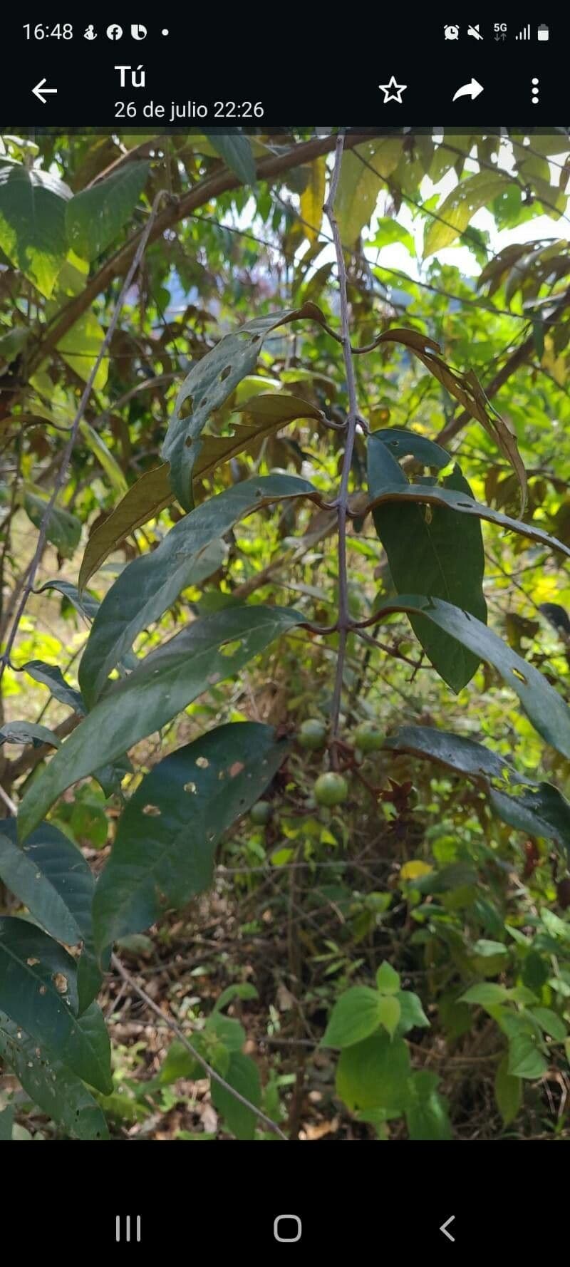 Vismia baccifera 12