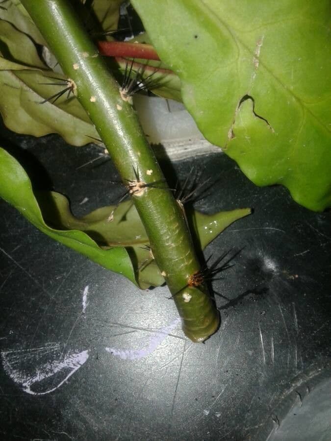 Cactus rosa 24