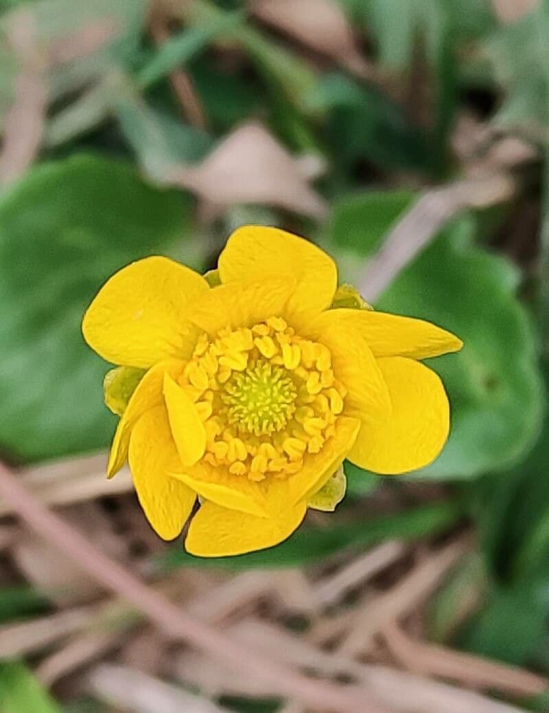 Ranuncolo autunnale 2