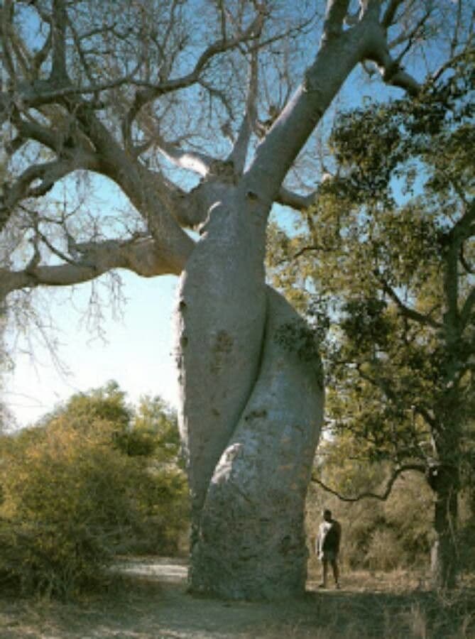 Baobab 11