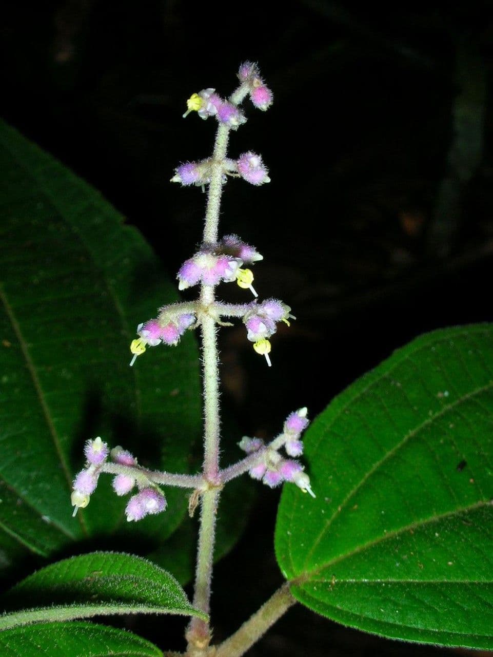 Miconia 16