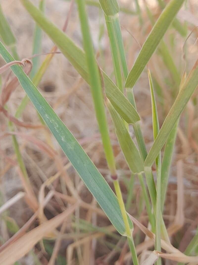 Dichanthium annulatum 14