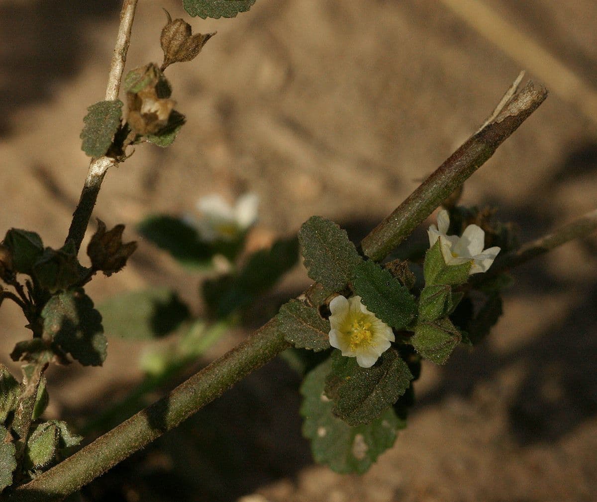 Sida spinosa 12
