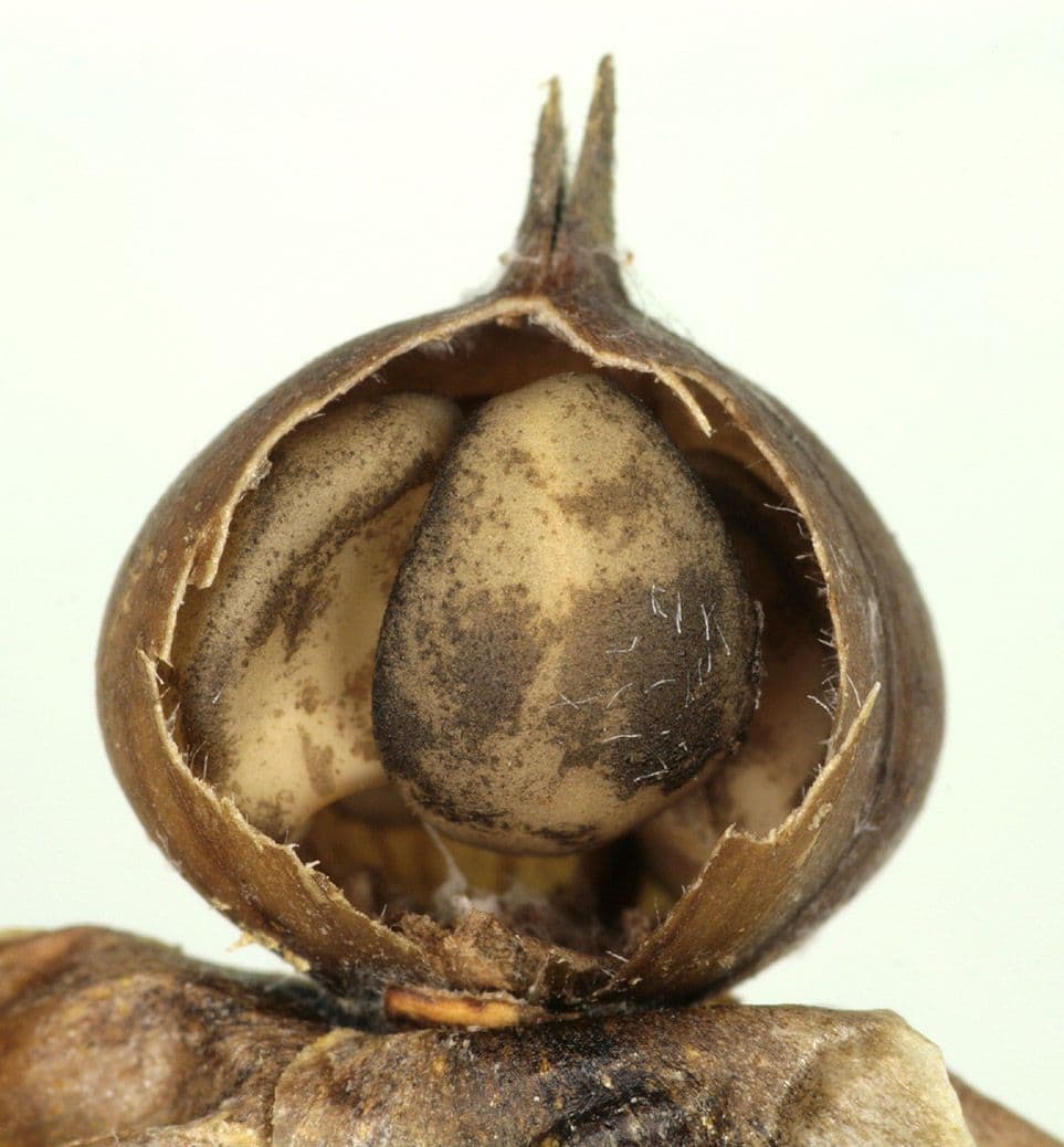 Vilucchiello delle siepi 5