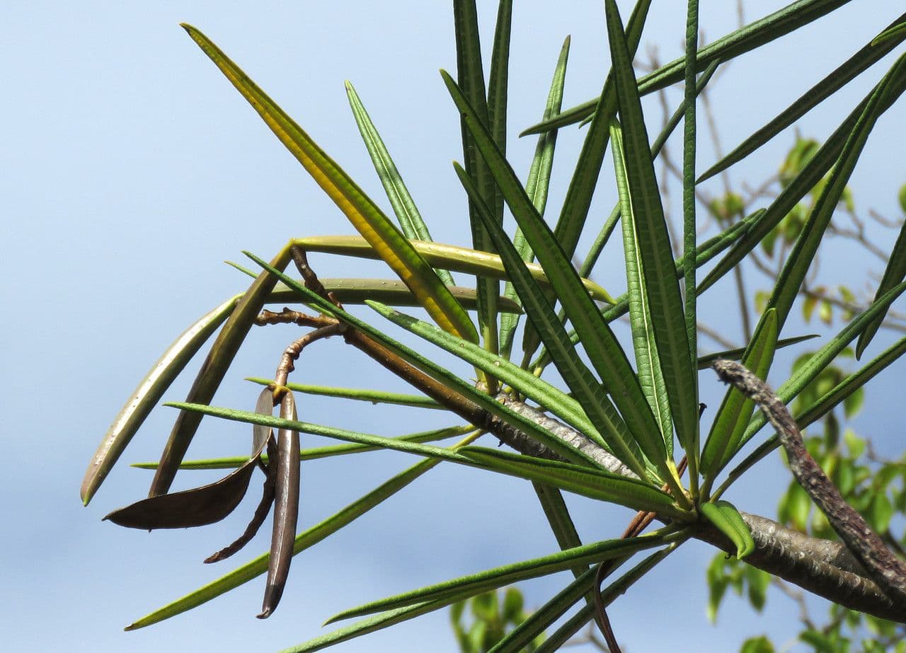Algodoncillo blanco 5