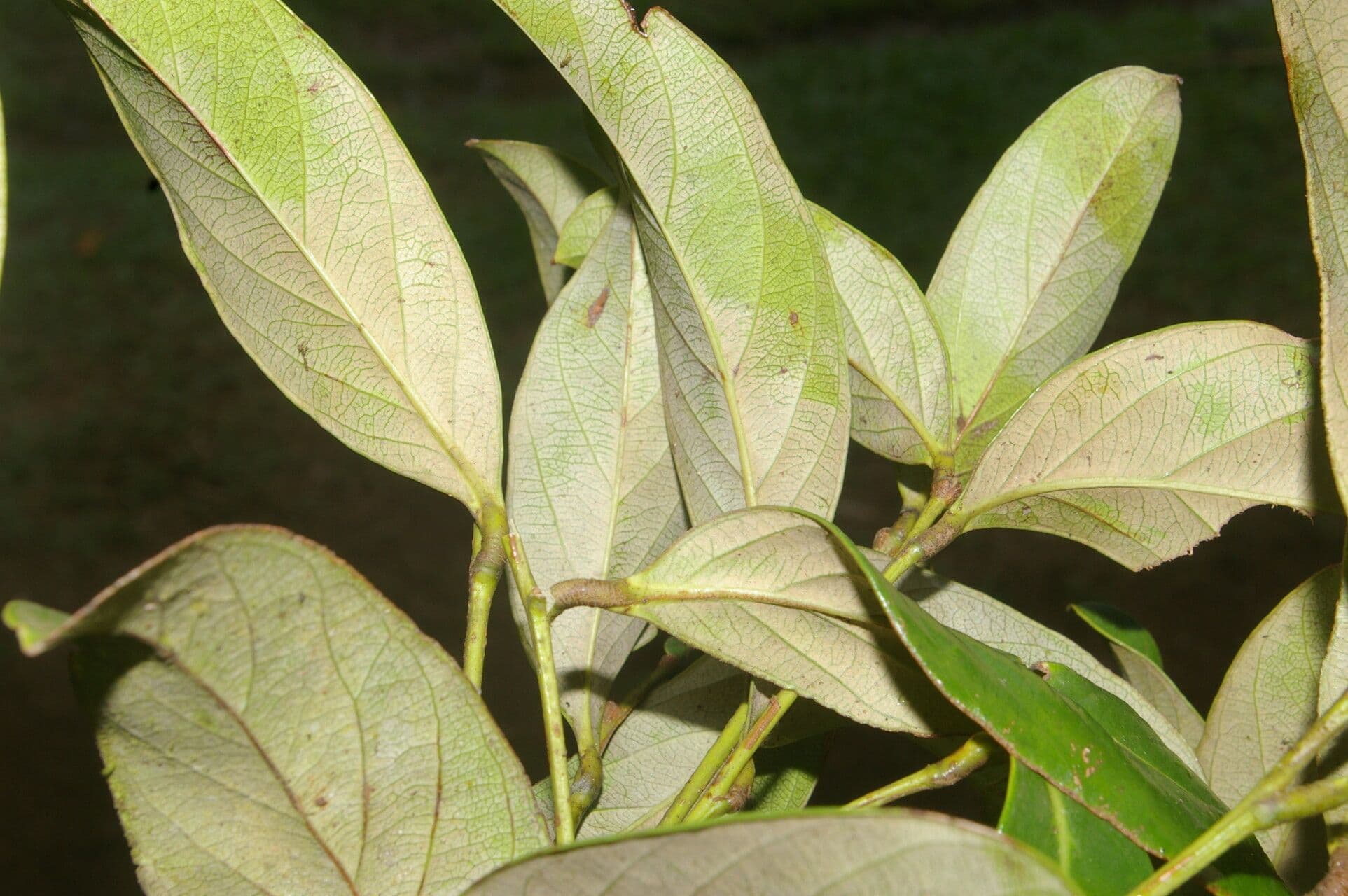 Geobalanus Riverae 5