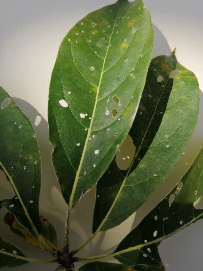 Cordia gerascanthus 4