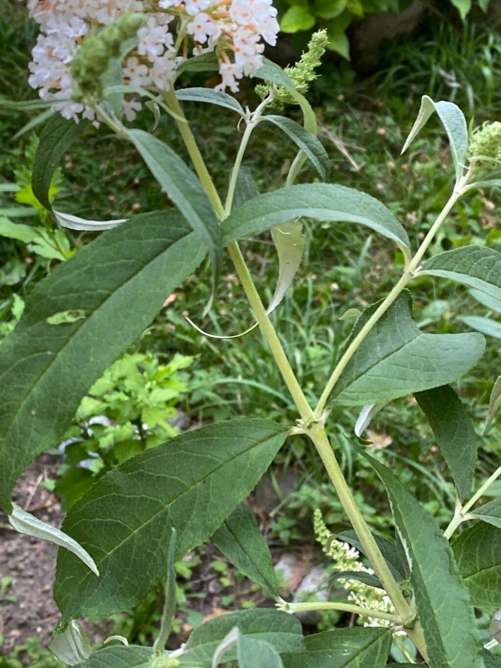 Buddleja 10
