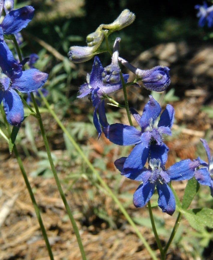 Delphinium