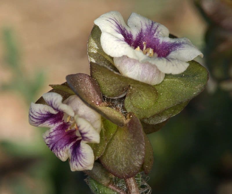 Tricardia 3