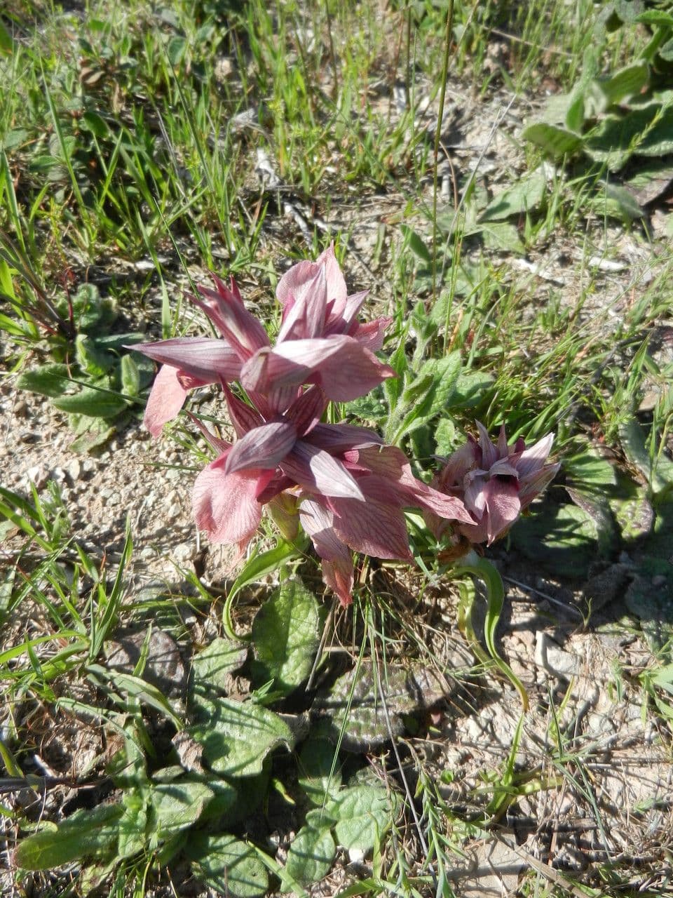 Serapias neglecta 13