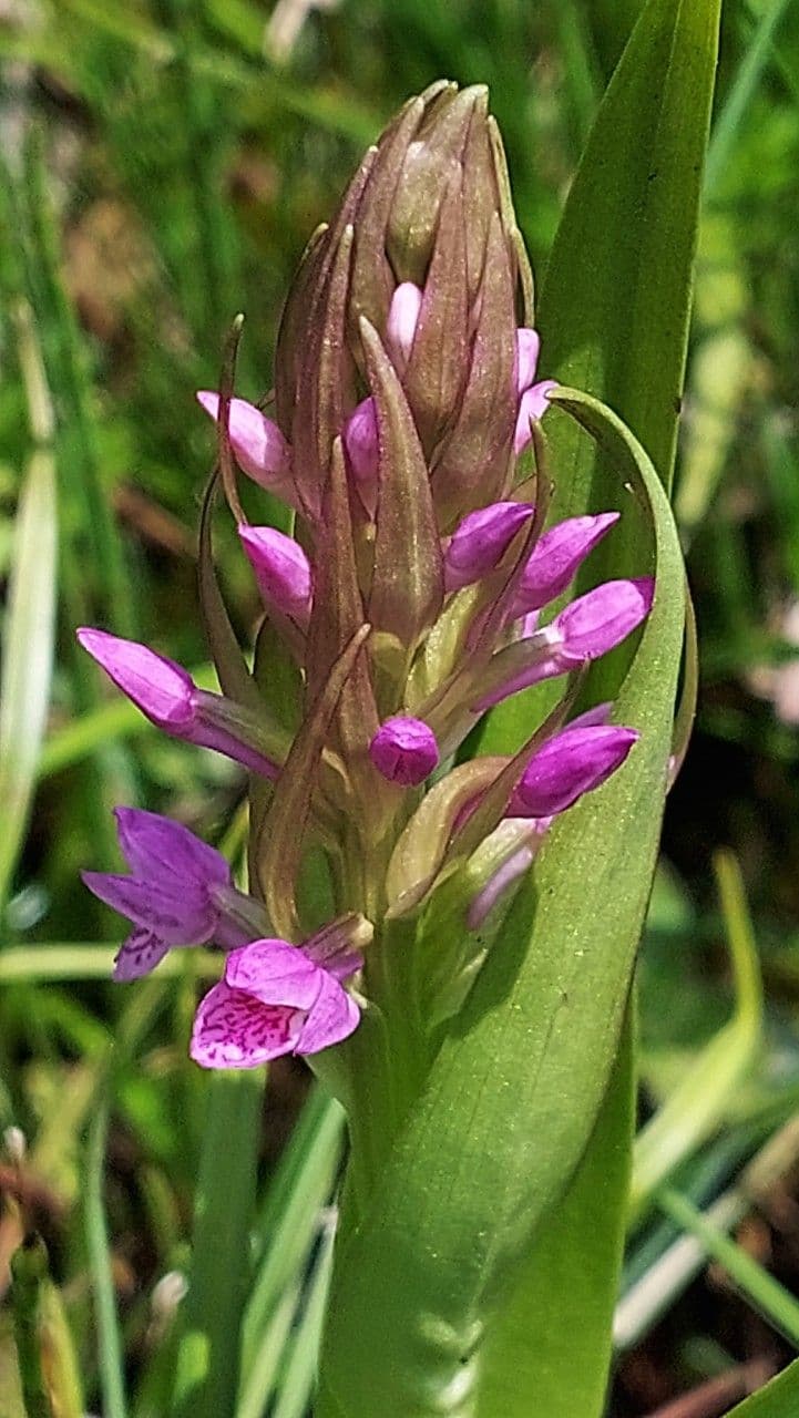 Orchide incarnata 3