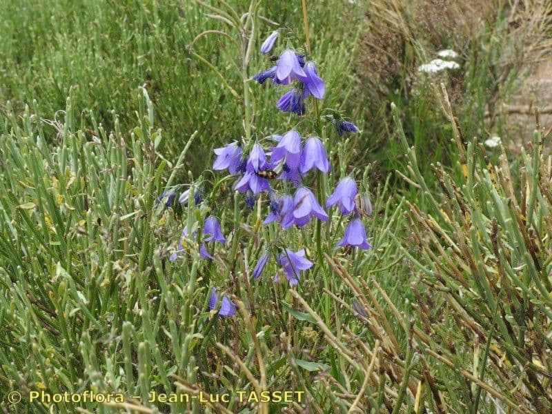 Campanula