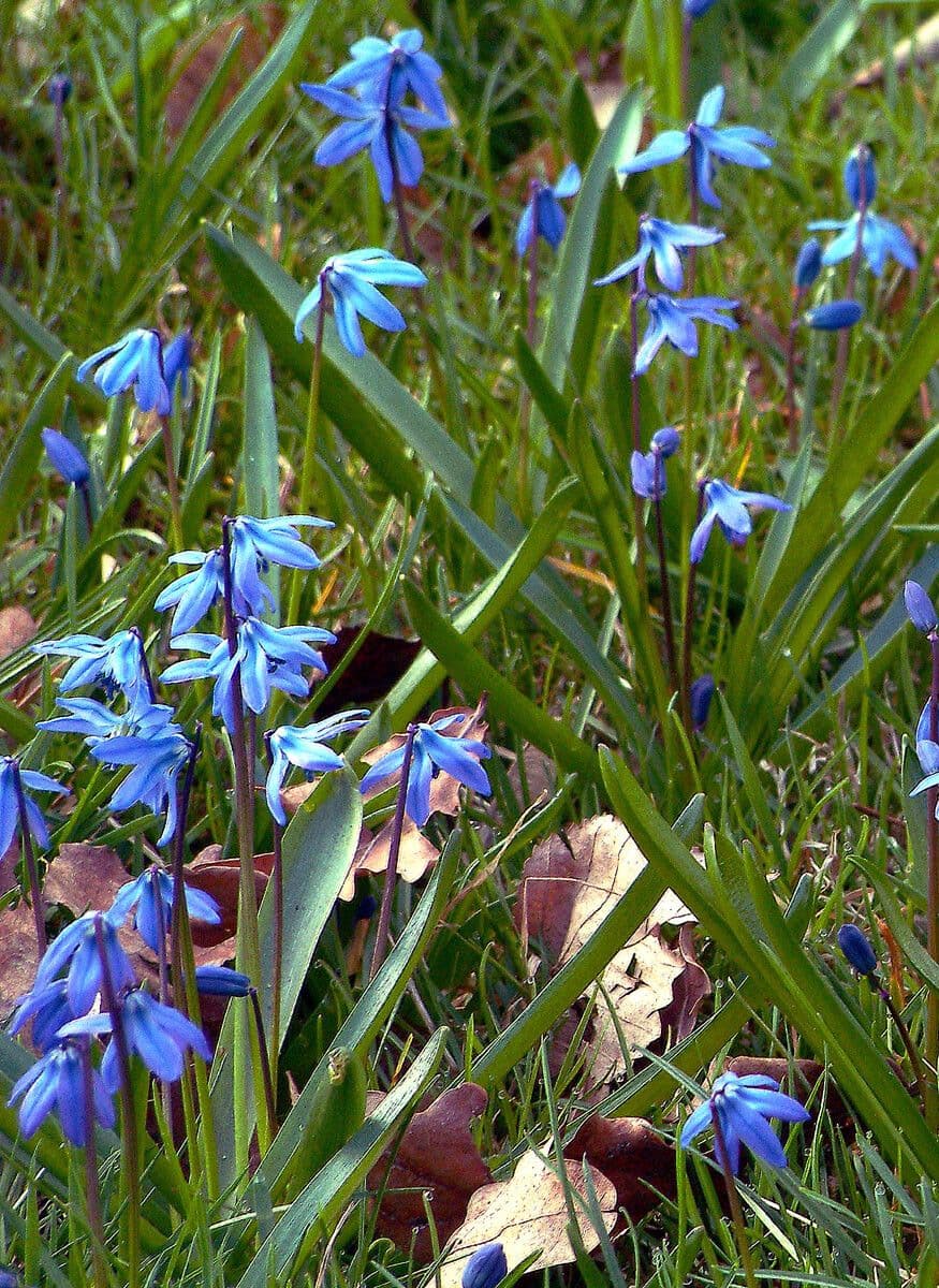 Scilla siberica 5