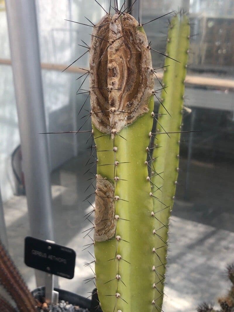 Cereus 4