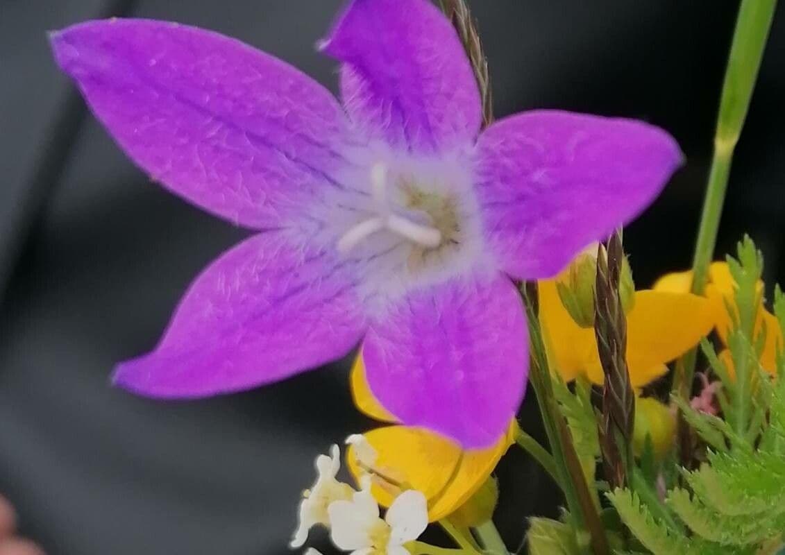 Campanula