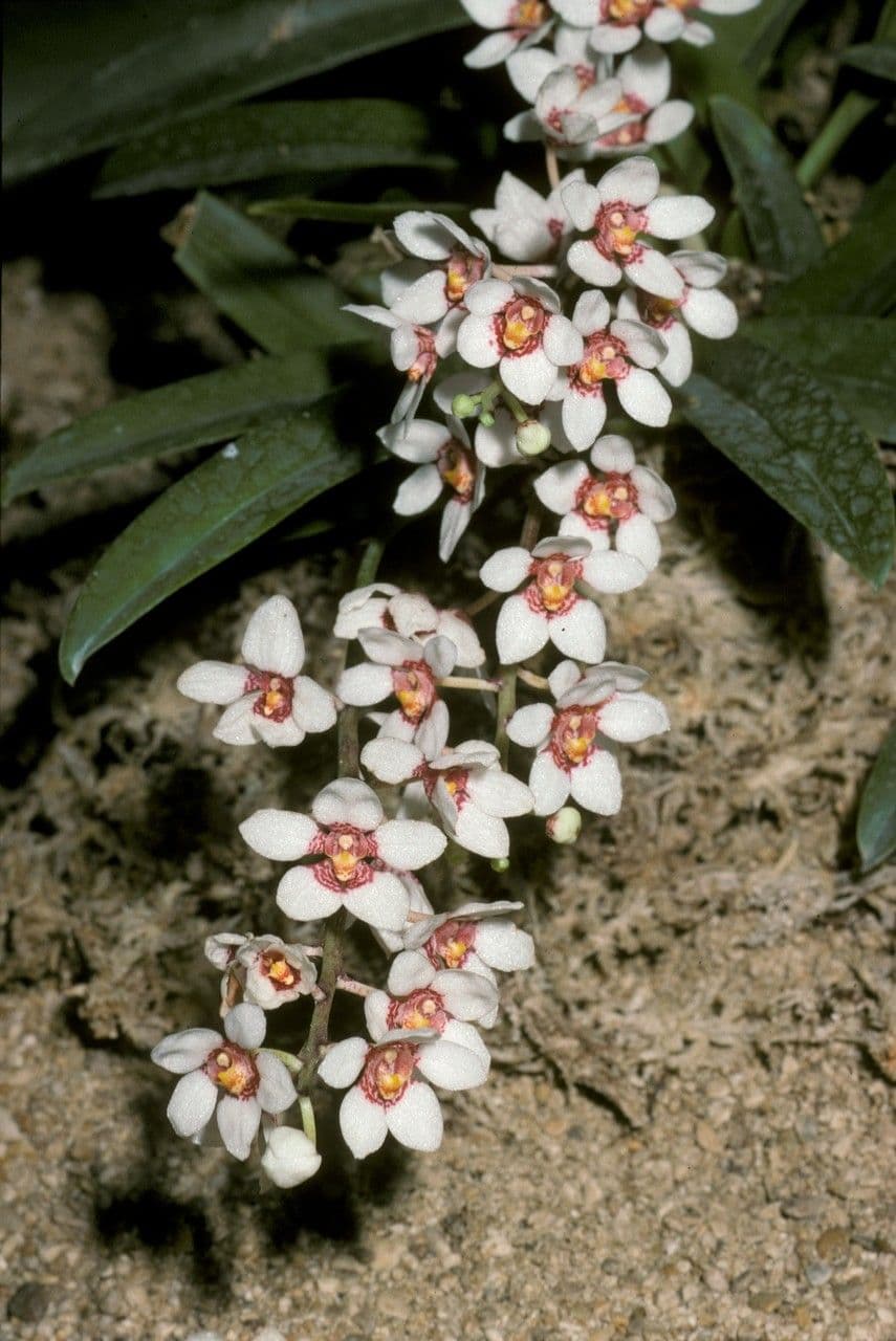 Sarcochilus 2