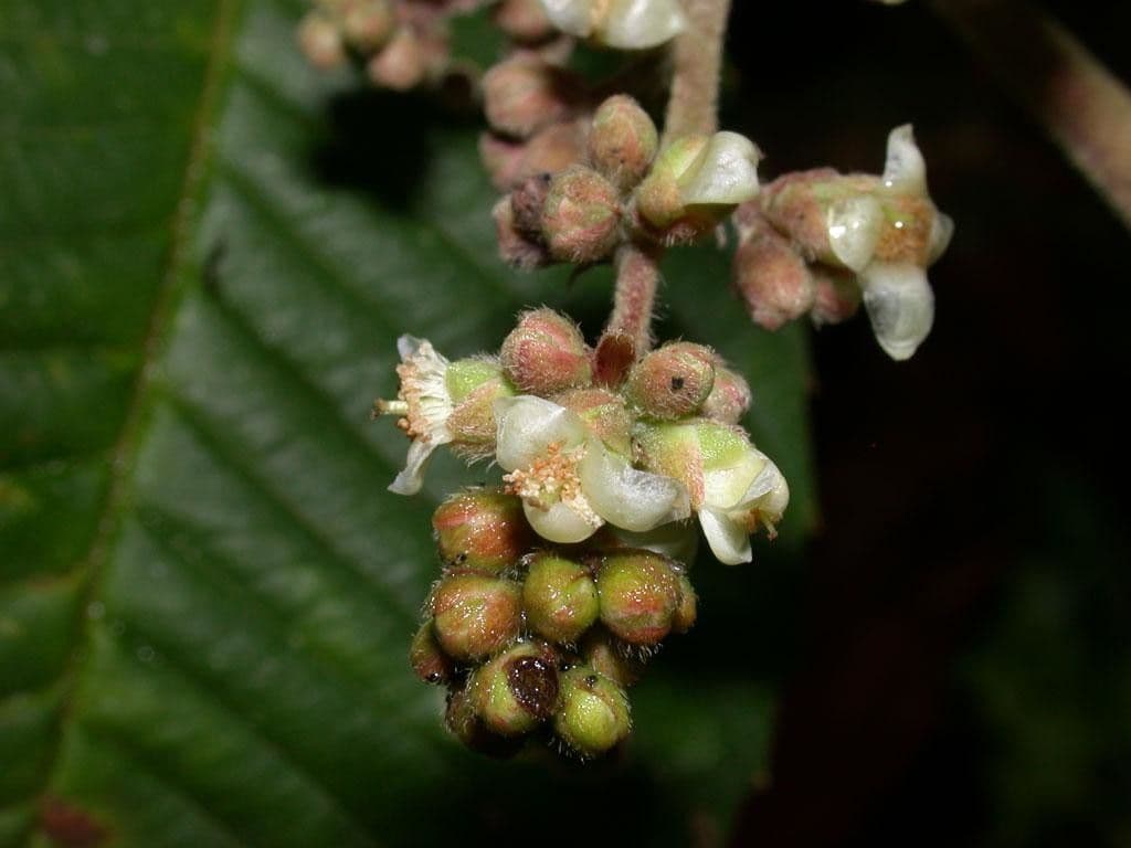 Tetracera 4