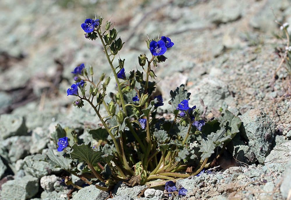 Charlottes Phacelia 8