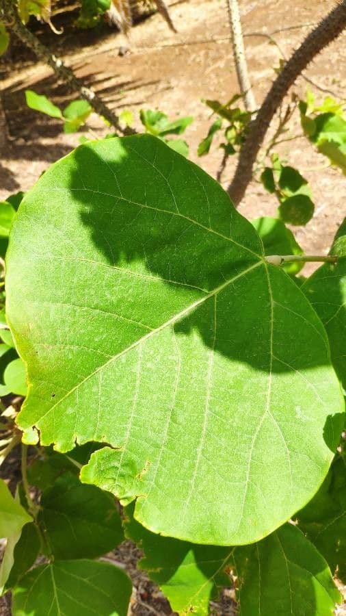 Erythrina 2