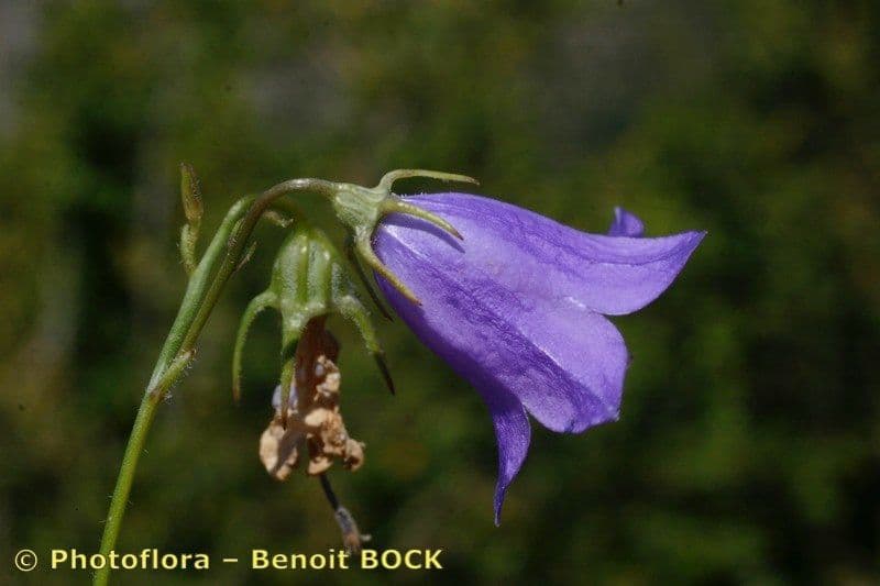 Campanula 3
