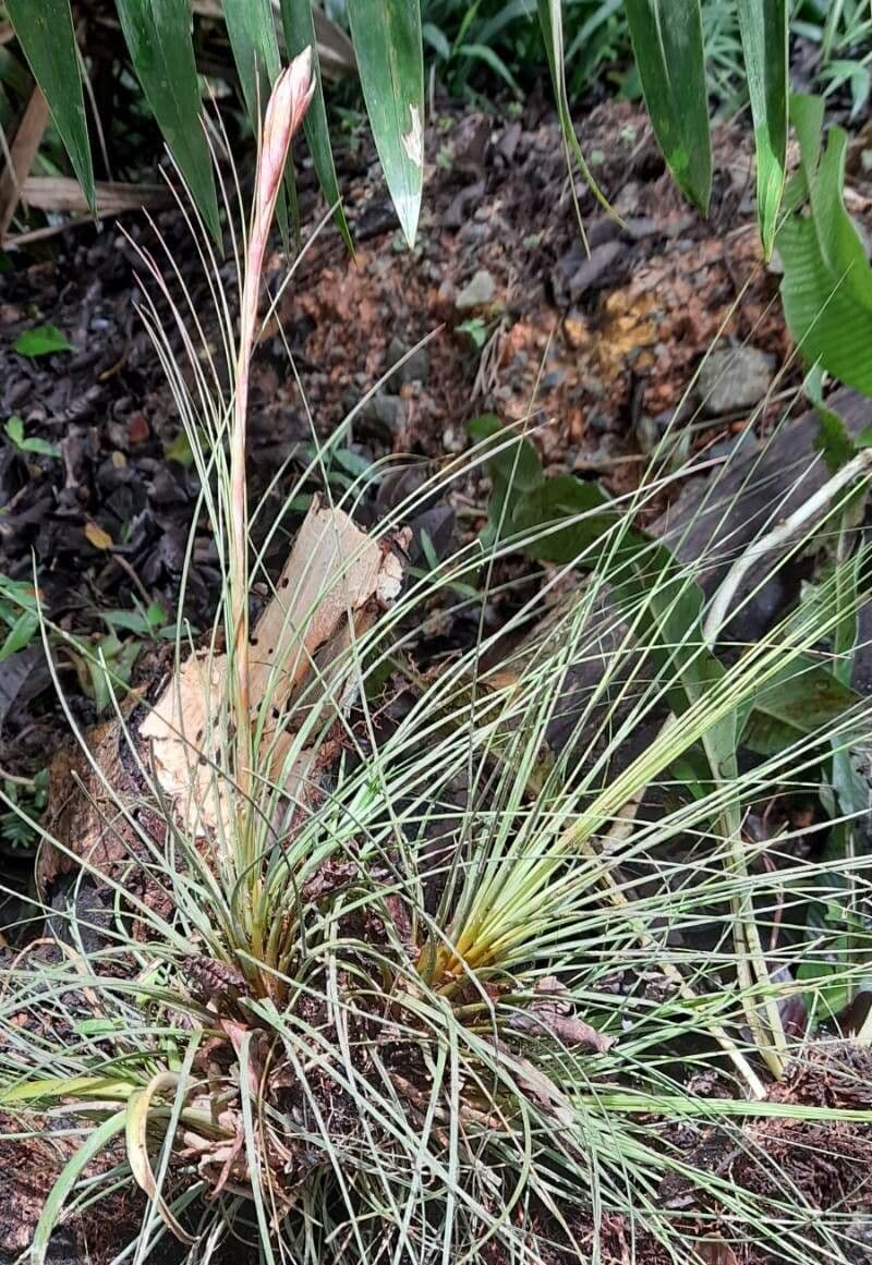 Tillandsia juncea 15